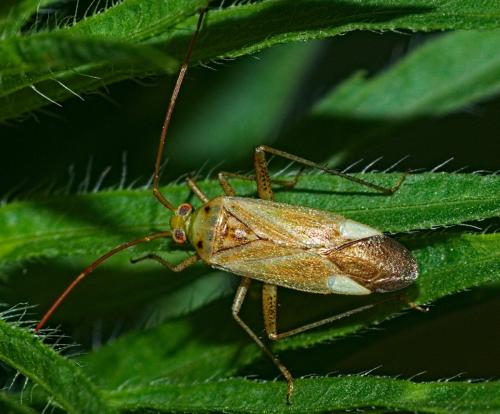 Réf. 327 088 : Adelphocoris lineolatus